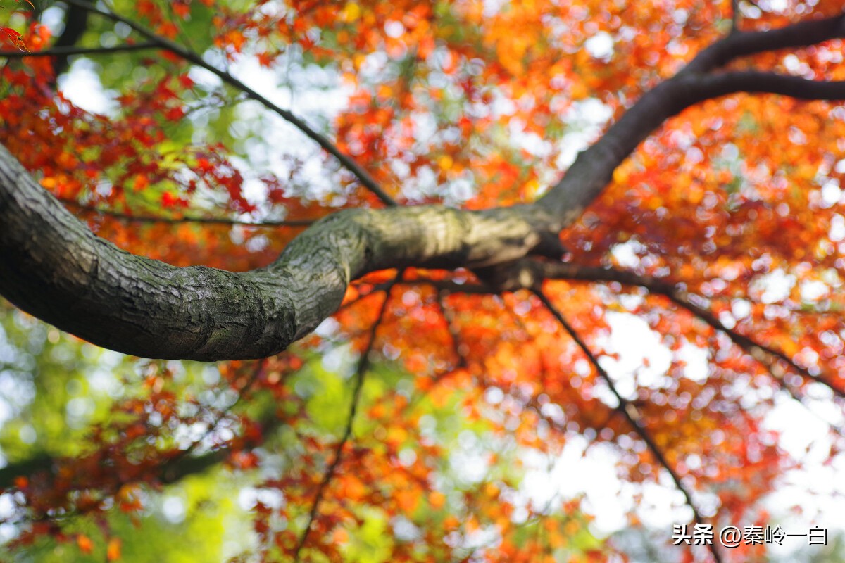 初唐四杰卢照邻的诗,初唐四杰卢照邻