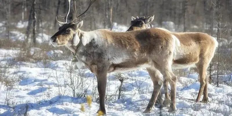 快看！黑龙江各地都被哪些萌货代表了？