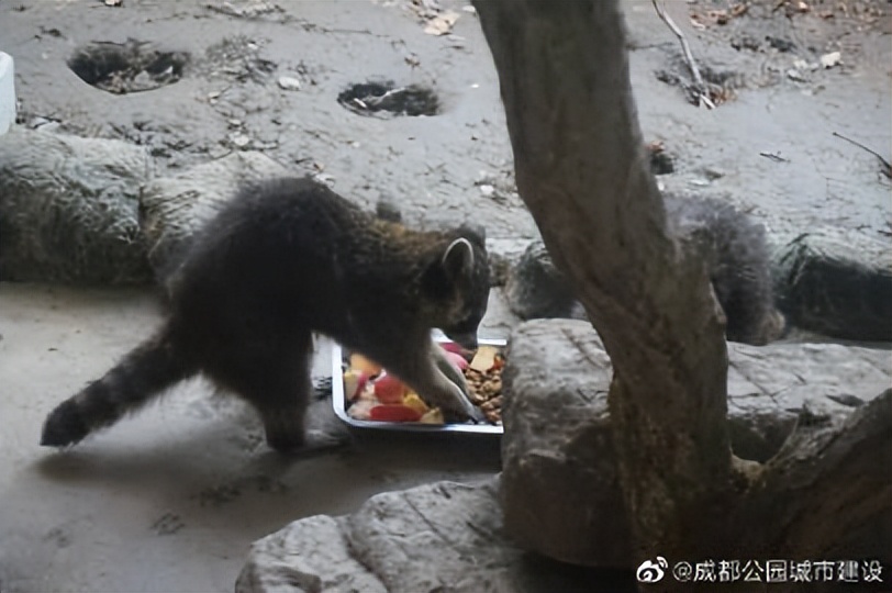 成都动物园周边展览馆,成都动物园豹