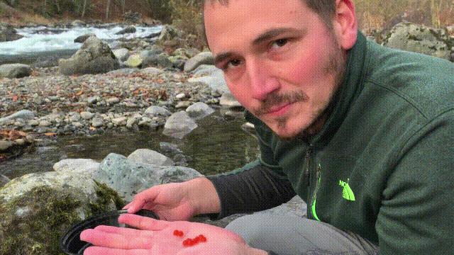 三文鱼水光真假分辨,哪种才是真正的三文鱼