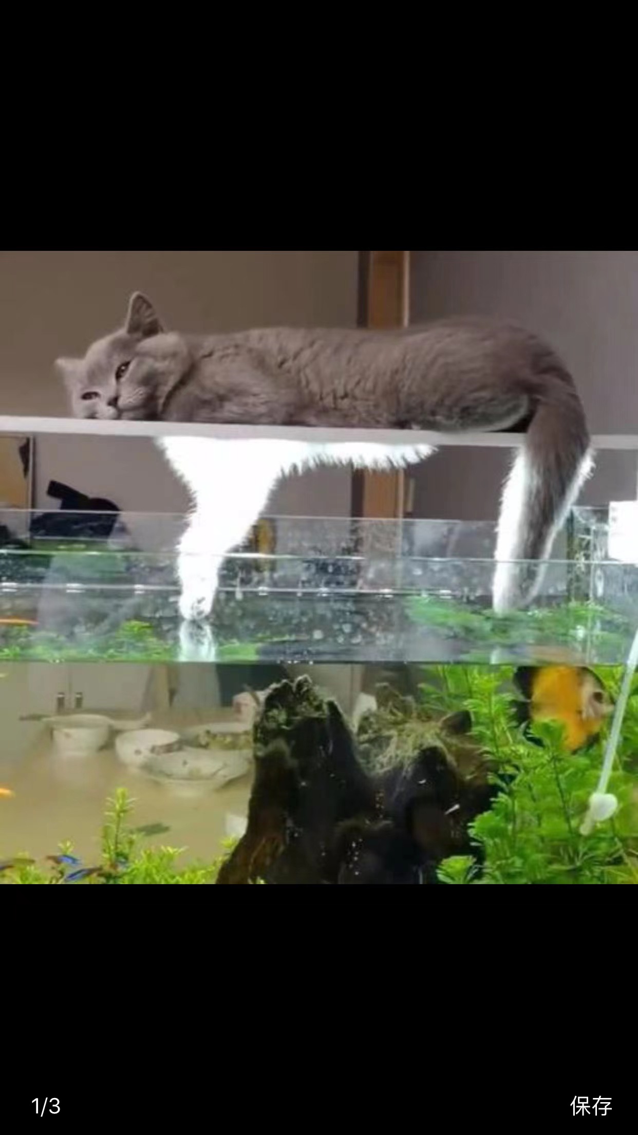 怎样去除养观赏鱼水里的氯,养鱼水如何消毒不伤鱼