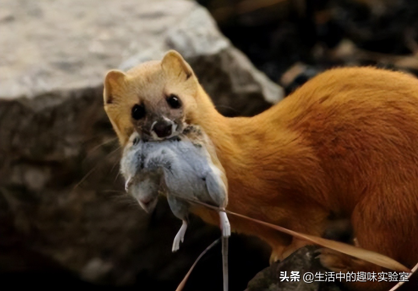 黄鼠狼迷信的说为什么不能杀,黄鼠狼不能杀的真实原因