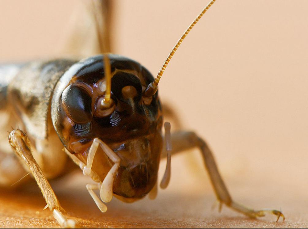 靴城童趣4：蛐蛐是中华斗蟋，猴儿头是长颚斗蟋，棺材盖是棺头蟋