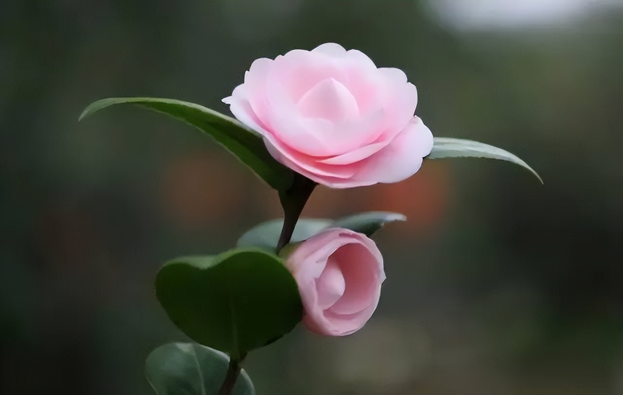 中国十大名花排行榜及图片,中国十大名花明细