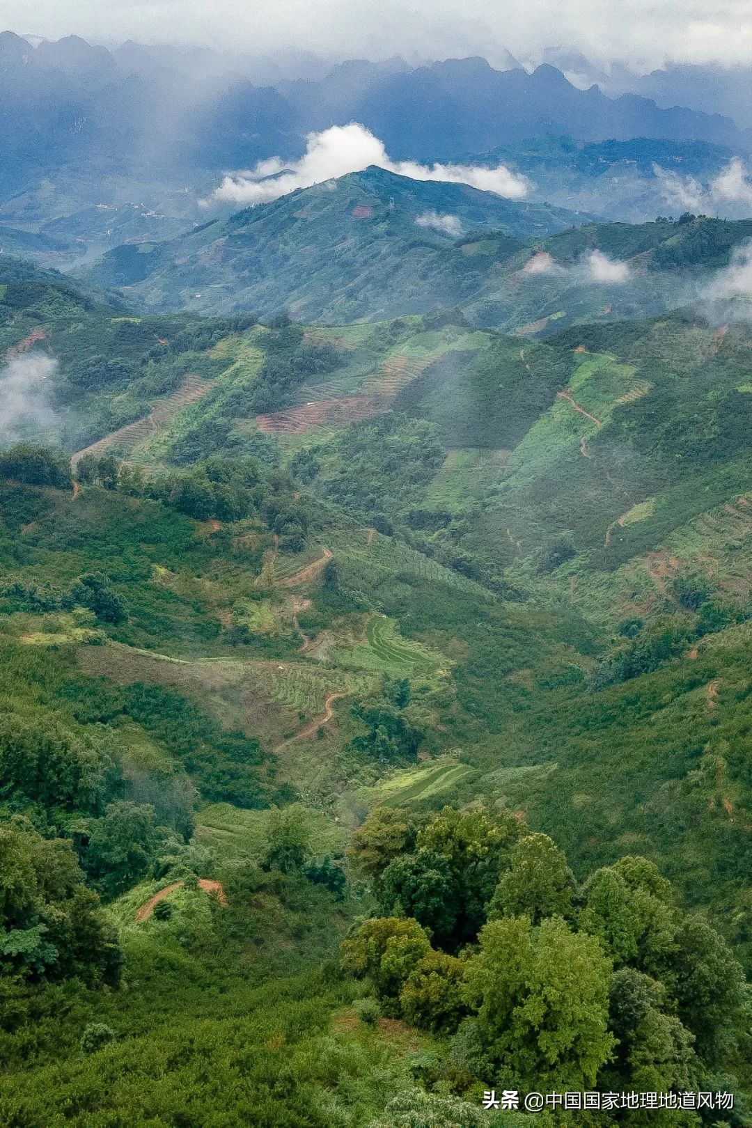 李子哪个品种最甜最好吃,李子种植哪个品种最好吃