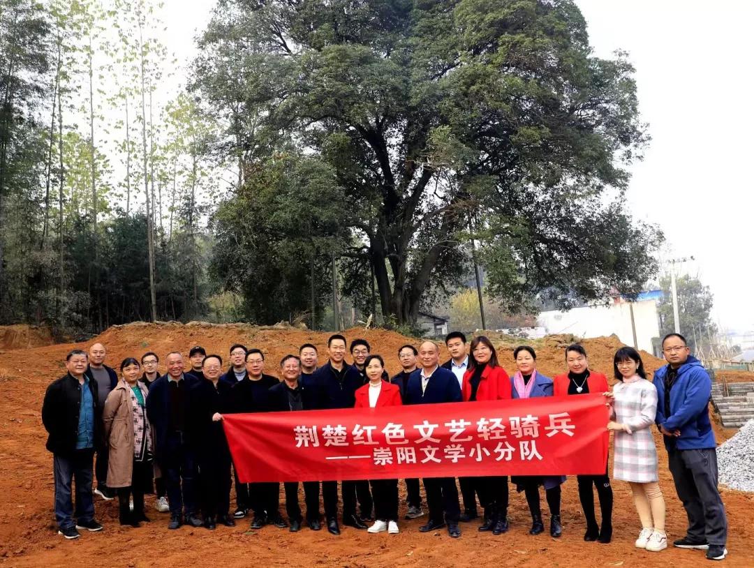 值得来看看古村落,崇阳野生古桂群迎保护性修复