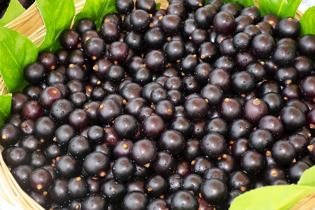 世界上最奇怪的10种树木的视频,自然界最奇怪的树