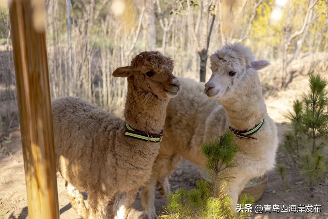 现实版小森林，这些藏在西海岸周边的乡野太治愈