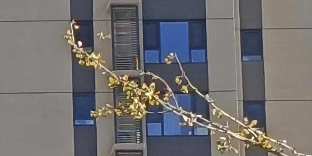 redminote11拍照效果,2亿级普通像素与5000万相机