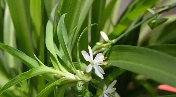 吊兰可以用水养吗,用水养吊兰的小技巧