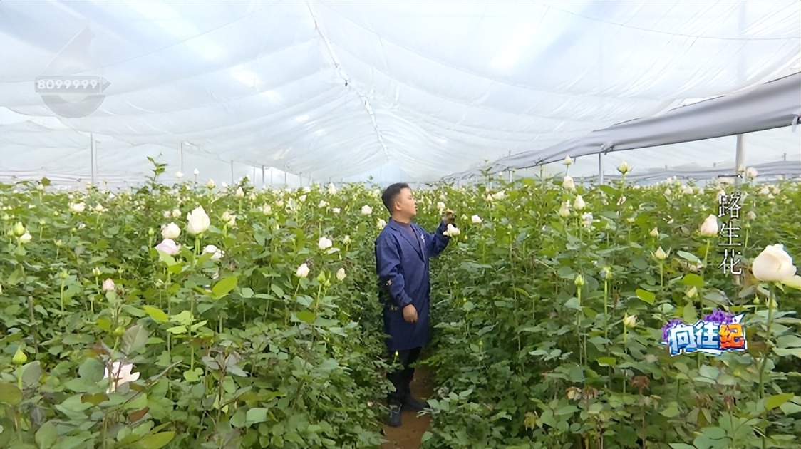 盘点人们都向往的工作,向往的工作和现实的工作