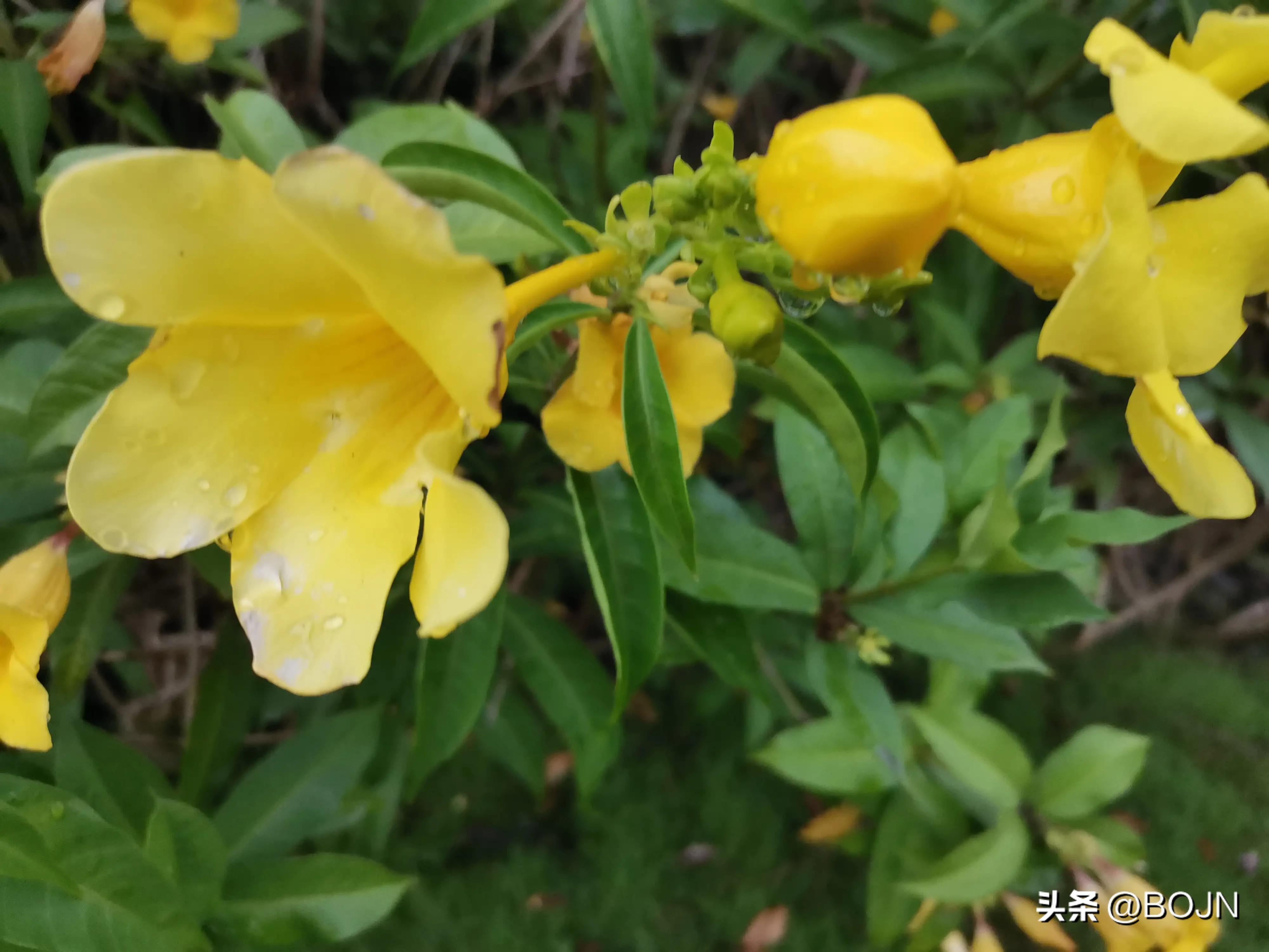 你能认出几种花来,大家能猜出什么花