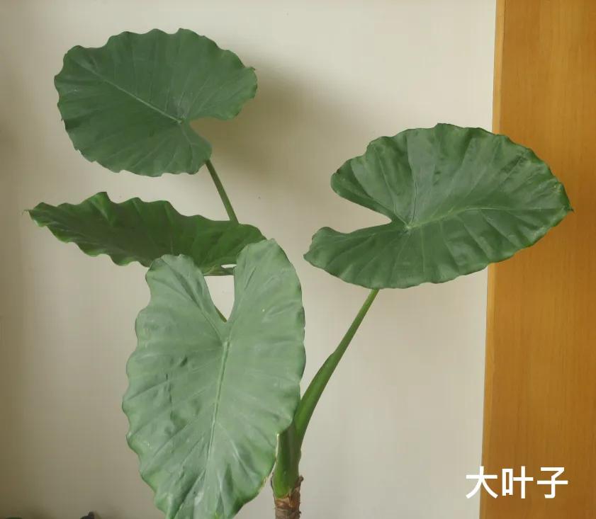 与滴水观音相似的绿植,滴水莲的习性