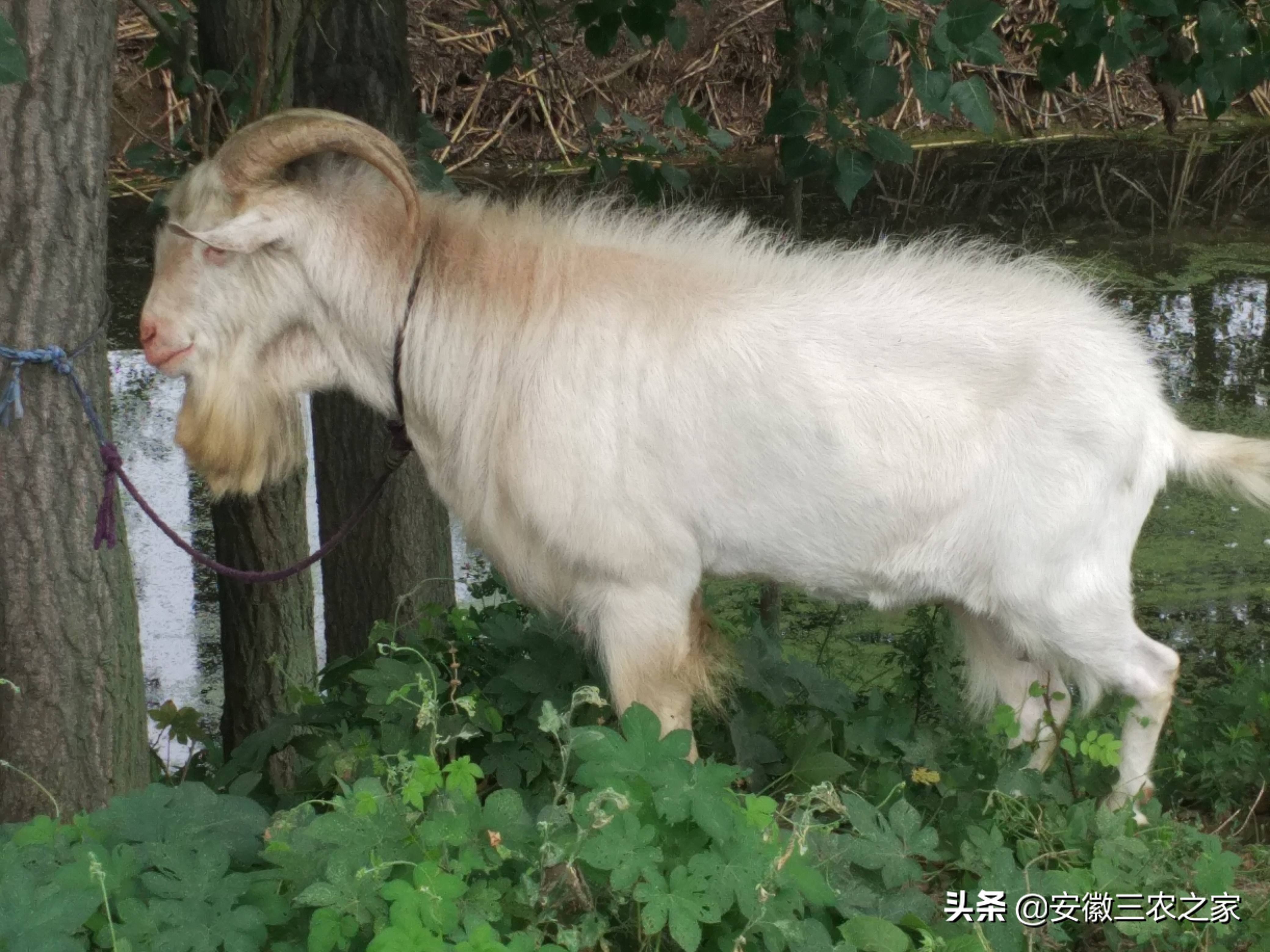 大学生创业养羊利润100万,大学生利用空余时间赚800万
