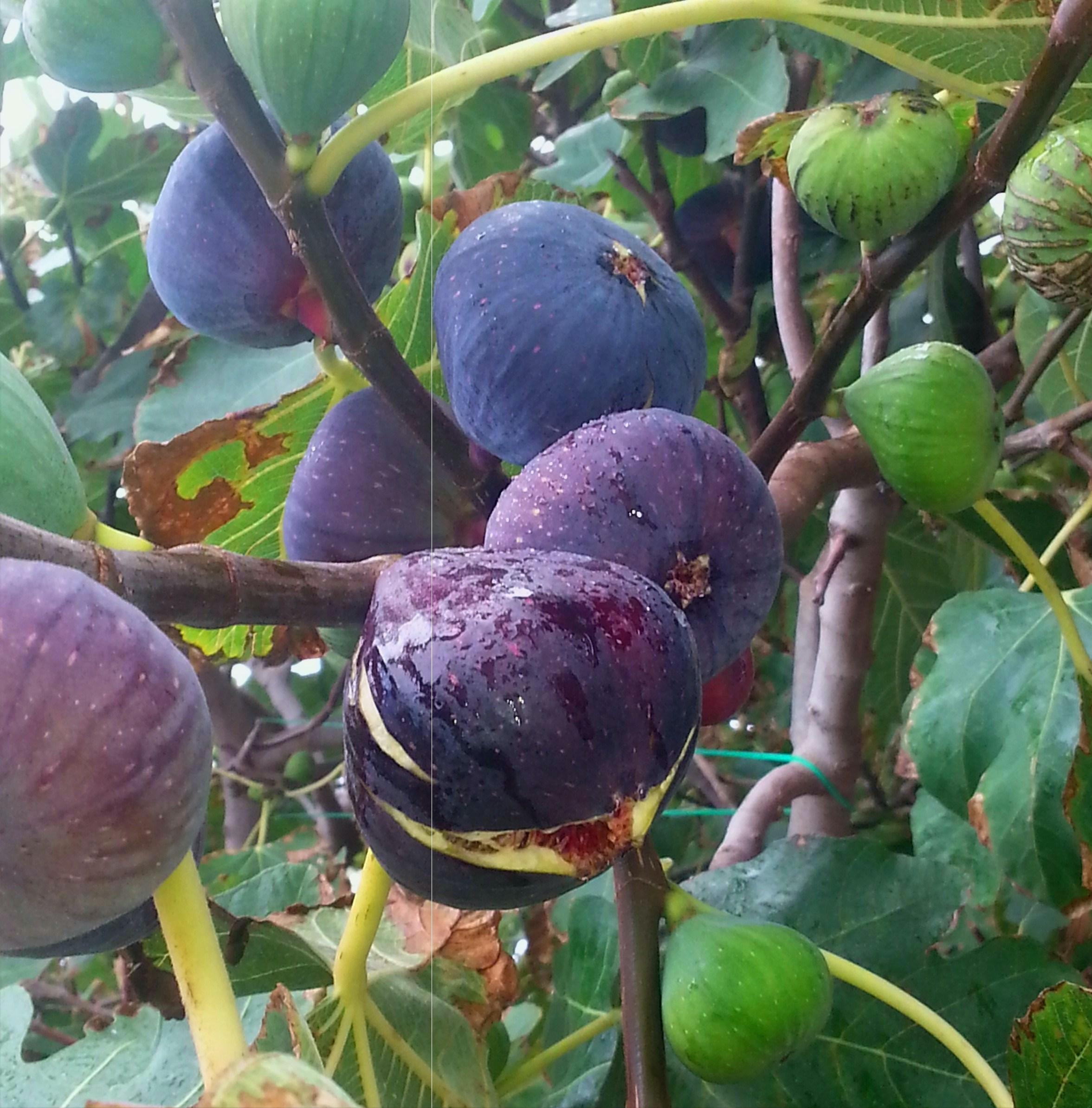 家门口种什么果树最好最旺财,客厅种什么果树旺宅还好养