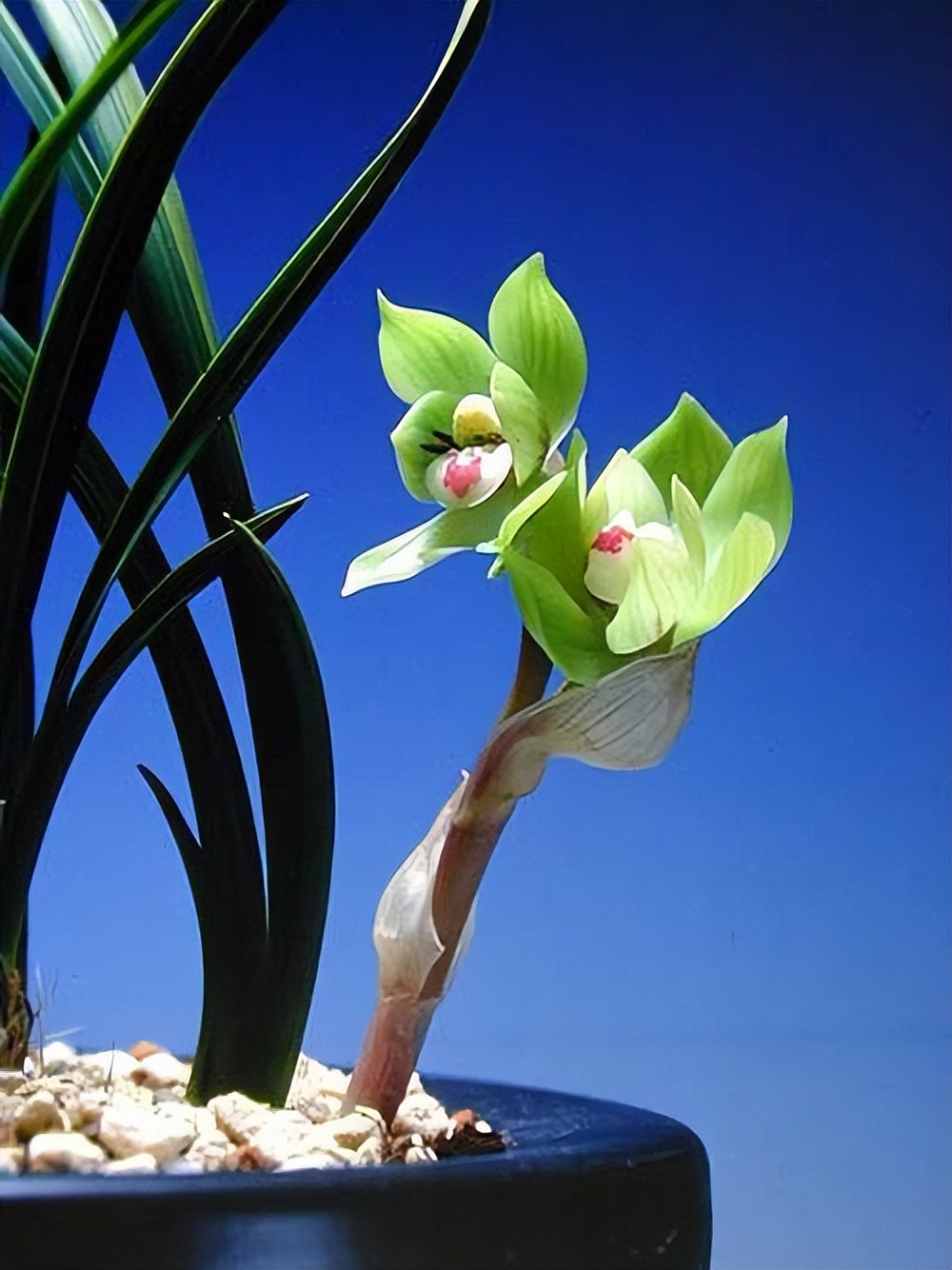 春兰皇后绿云引种苗图片,春兰皇后绿云来历