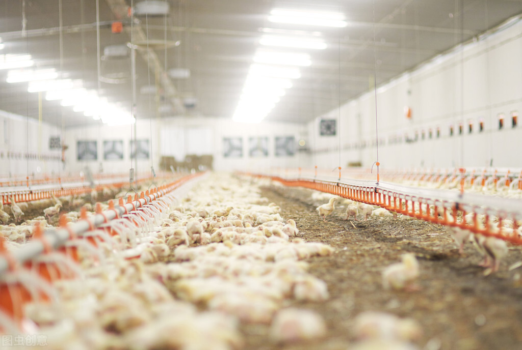 饲料里的小苏打可以用什么代替,小苏打在鸡饲料中的作用