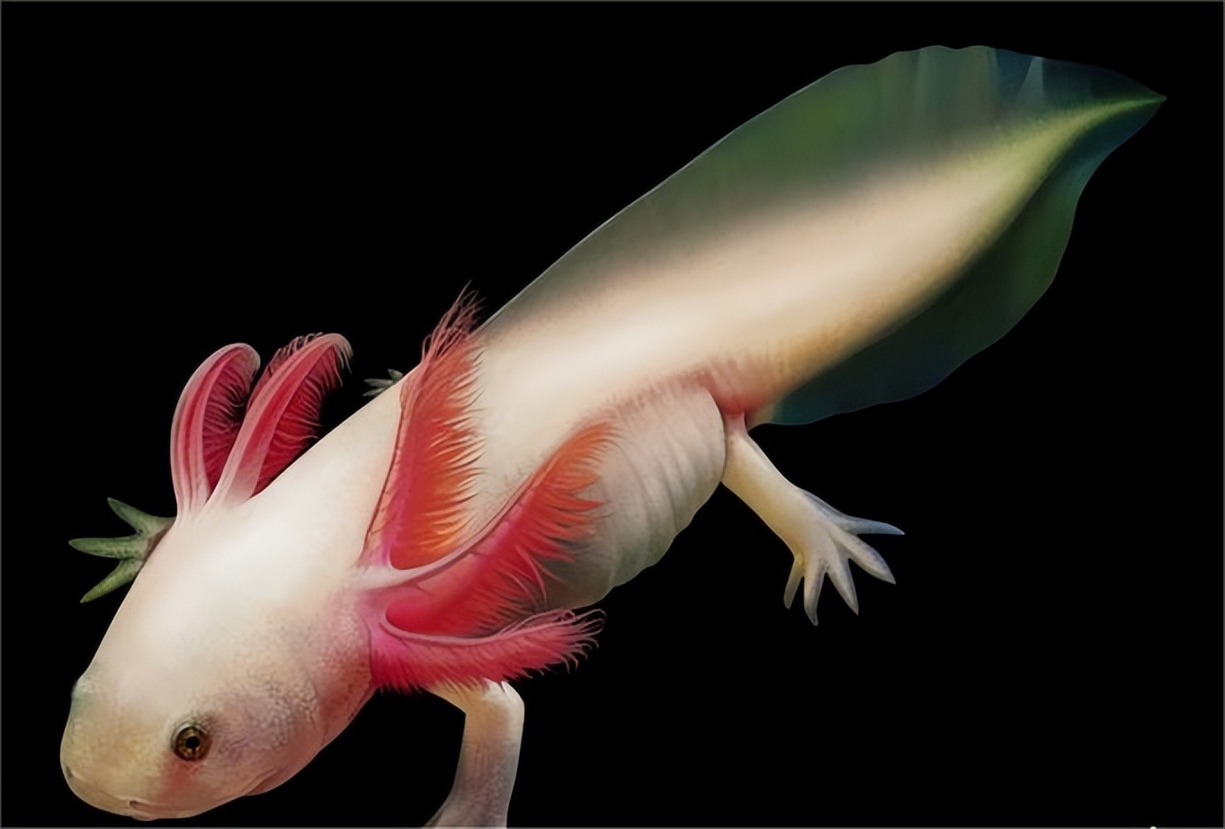 人类有能力复活恐龙吗,人类拥有自愈能力吗