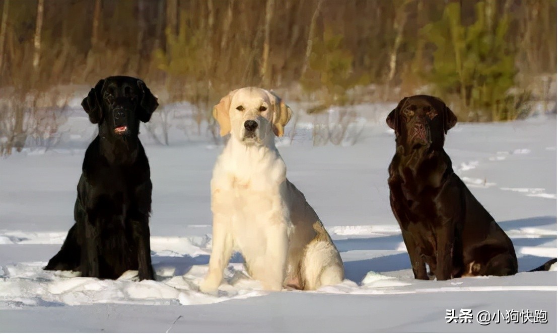 金毛拉布拉多犬的优点和缺点,新手养金毛老手养拉布拉多