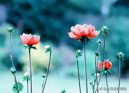 地上的花开万紫千红,心中有花香人生四季皆风景