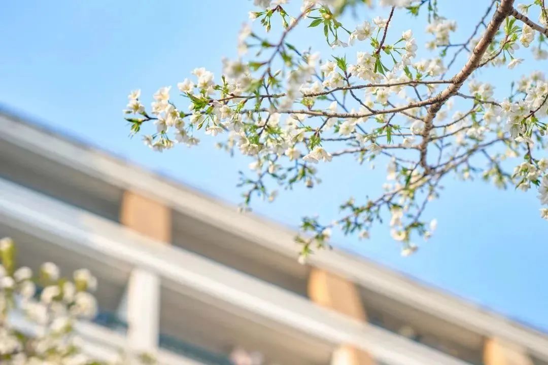 雨樱也浪漫！浙工大美美美！