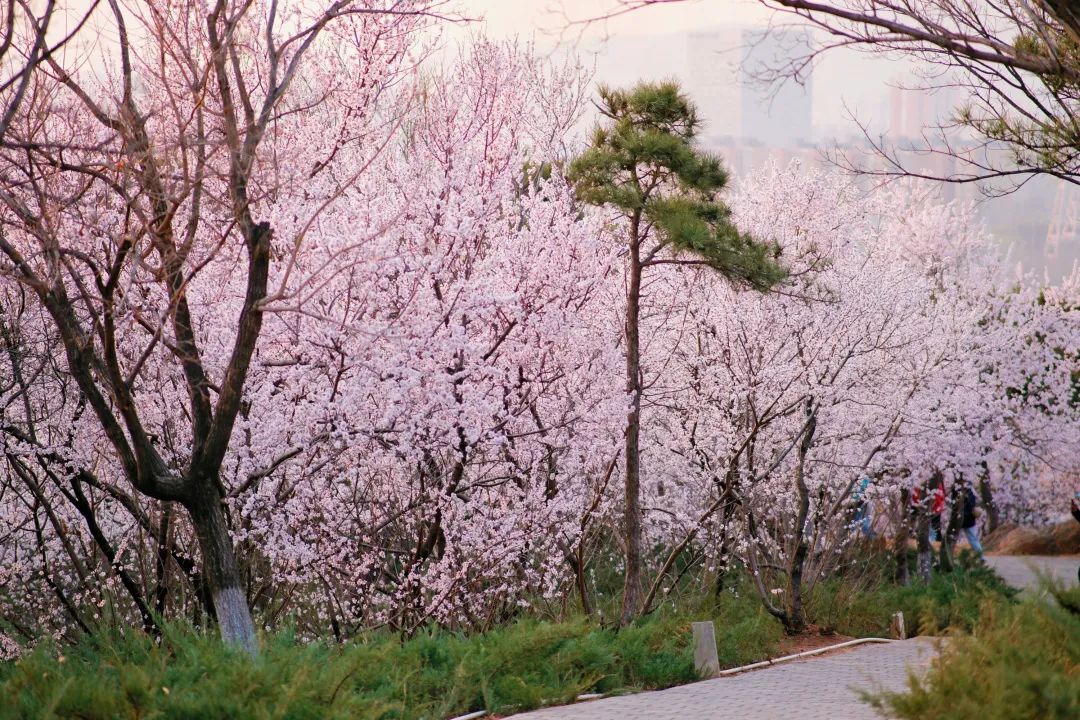 石景山首钢园骑行,春天石景山赏花