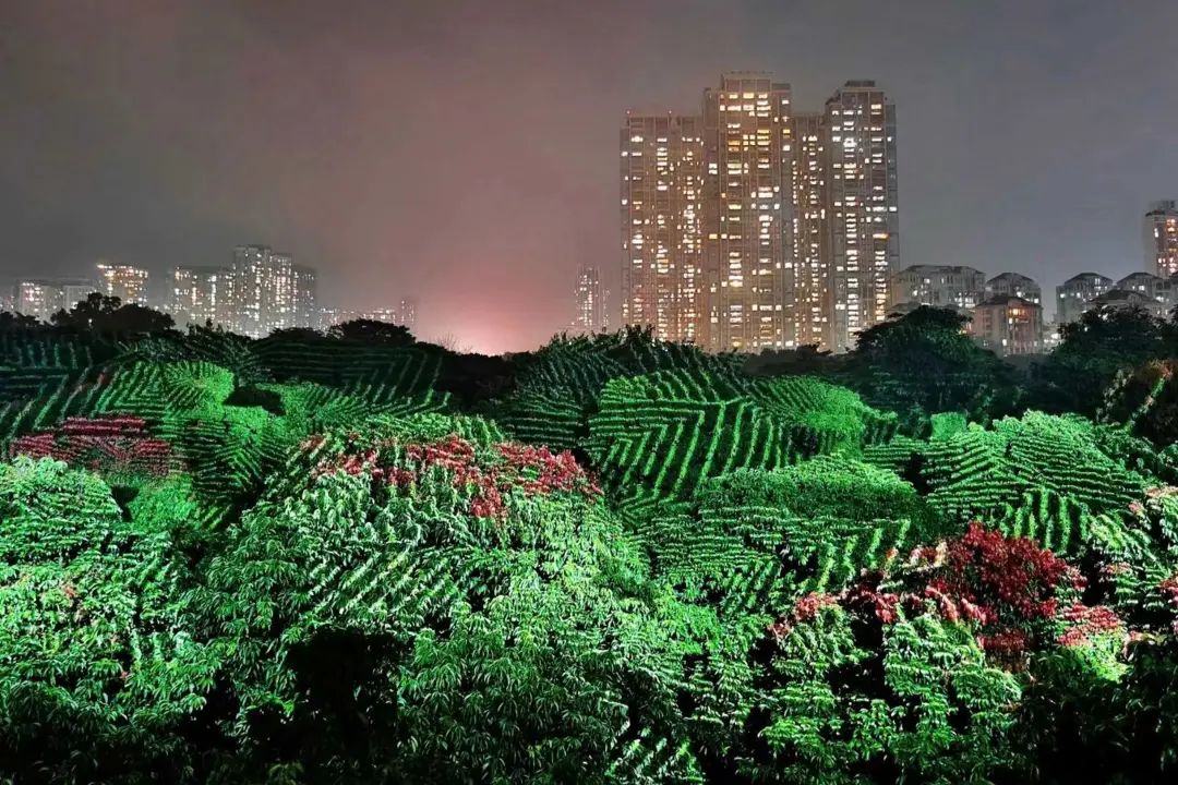 深圳香蜜公园参观指引,深圳光影艺术季攻略
