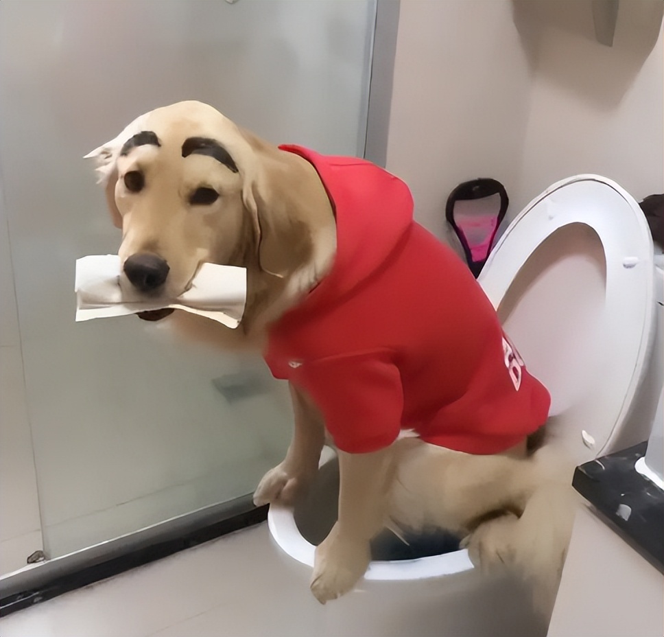 狗狗腹泻但是精神很好怎么回事,狗狗腹泻呕吐白色的泡沫粘液