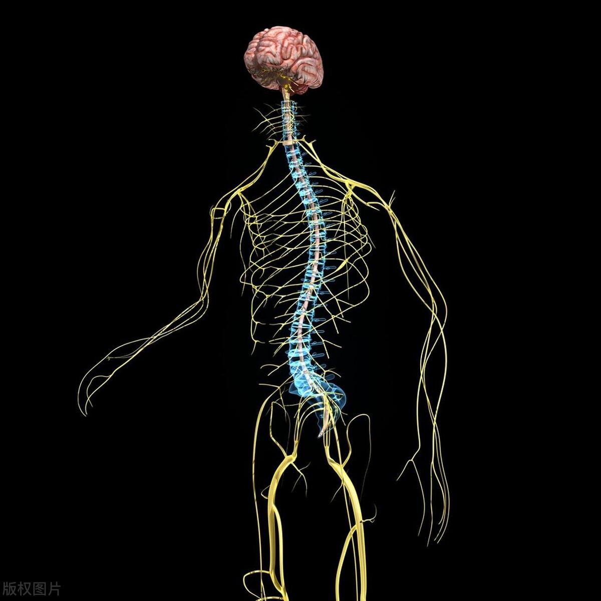 梅毒治疗如果没有随访会怎样,梅毒未经治疗可以自愈吗