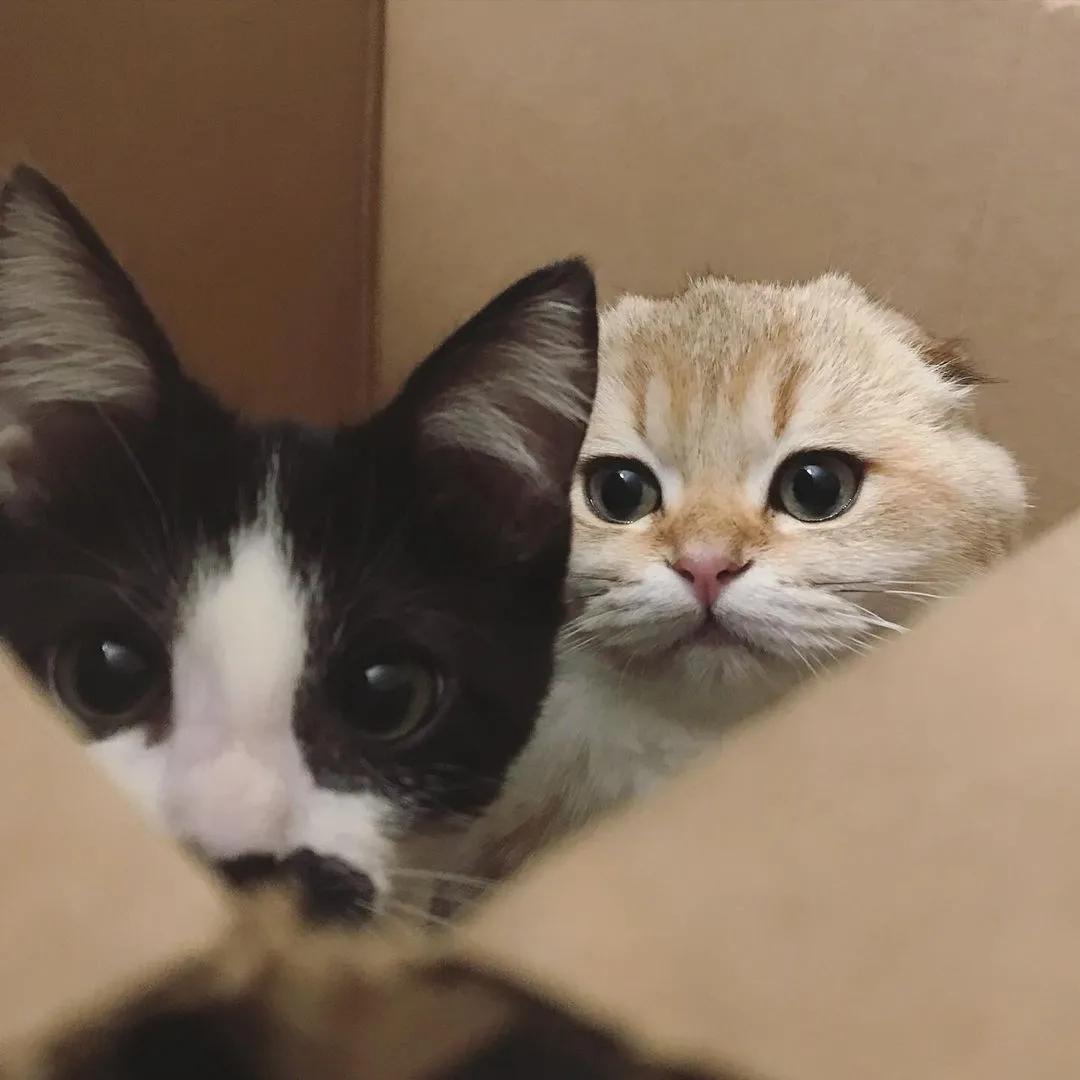 因为长了嘴一字胡，奶牛猫无人领养，却因祸得福成了网红