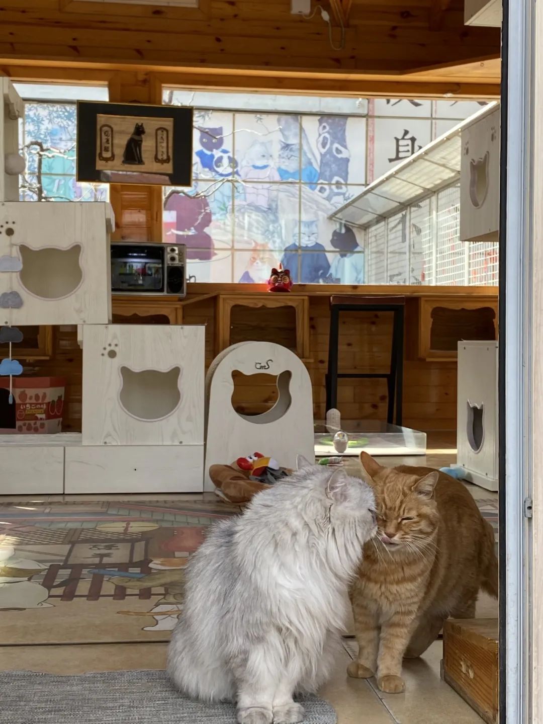 社恐小猫咪的安全感,社恐小猫咪为什么突然想出门了