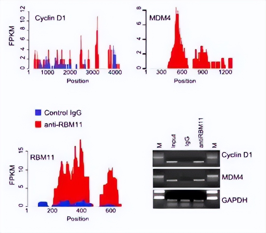 仓鼠会控制体重吗,仓鼠有免疫细胞吗