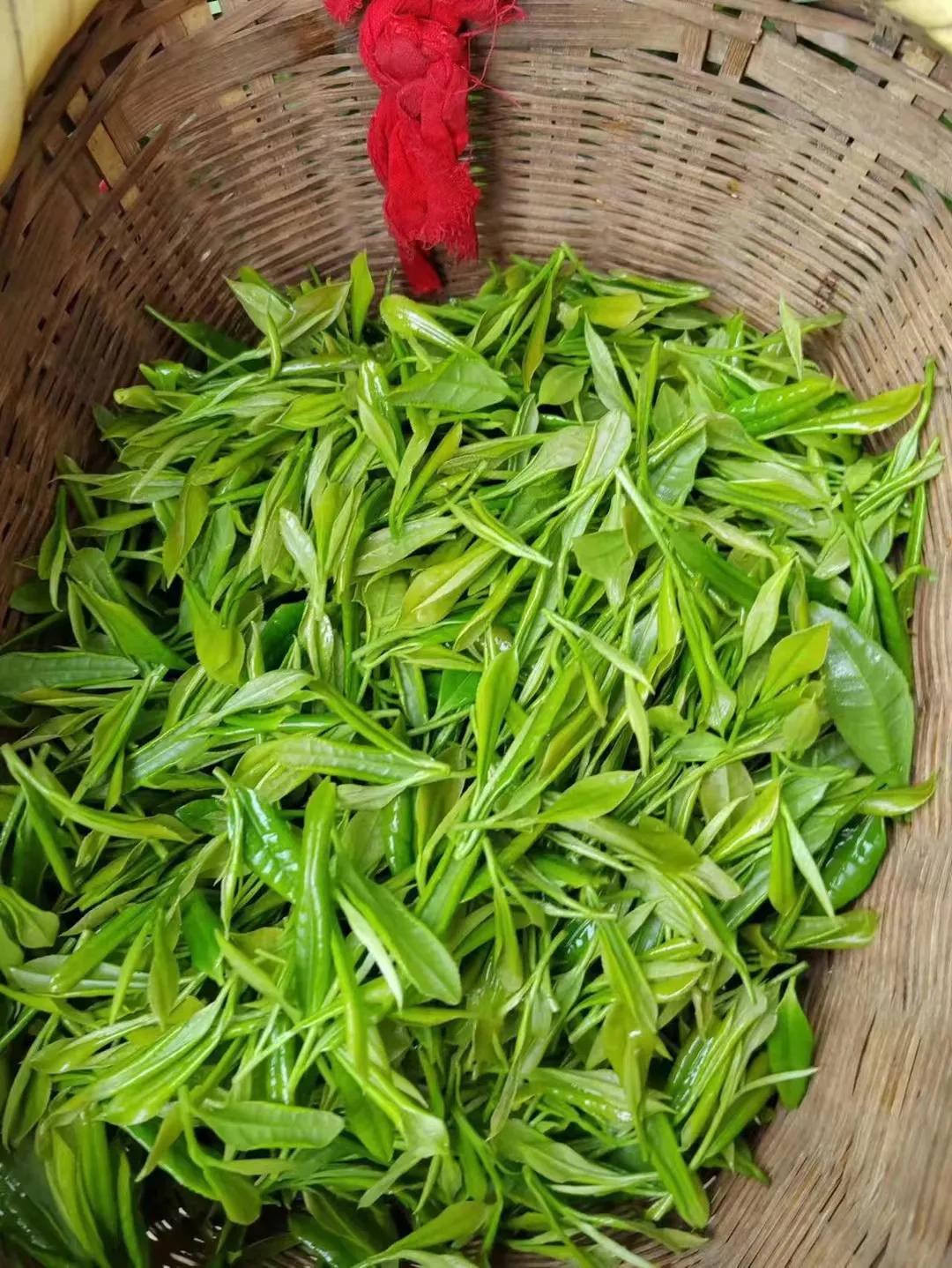 谷雨茶和明前茶的区别哪种茶更好,明前茶雨前茶谷雨茶哪个最好