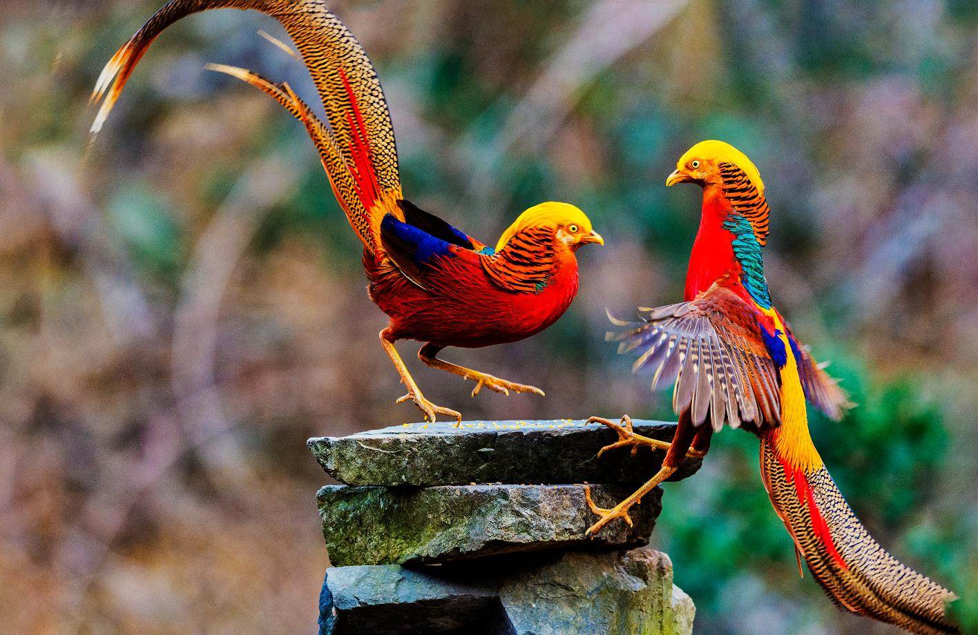 路边捡到野鸡蛋孵化后犯法吗,小伙捡到一个凤凰蛋