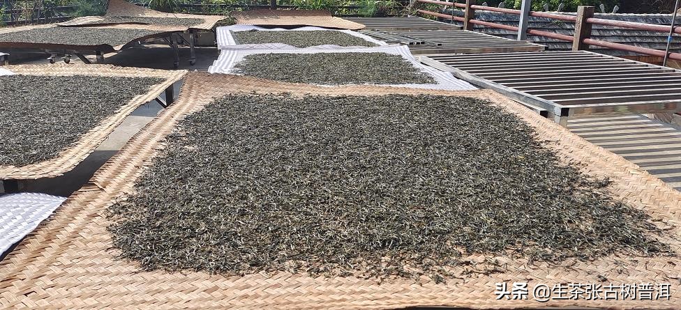 普洱茶哪座山头最好,普洱茶著名茶区