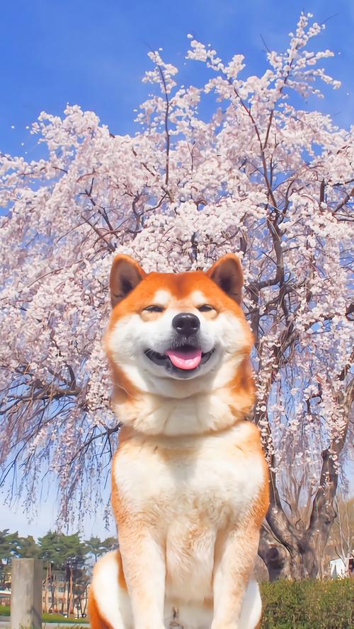 全世界十大名犬排行榜发布,世界上最好的十大萌犬