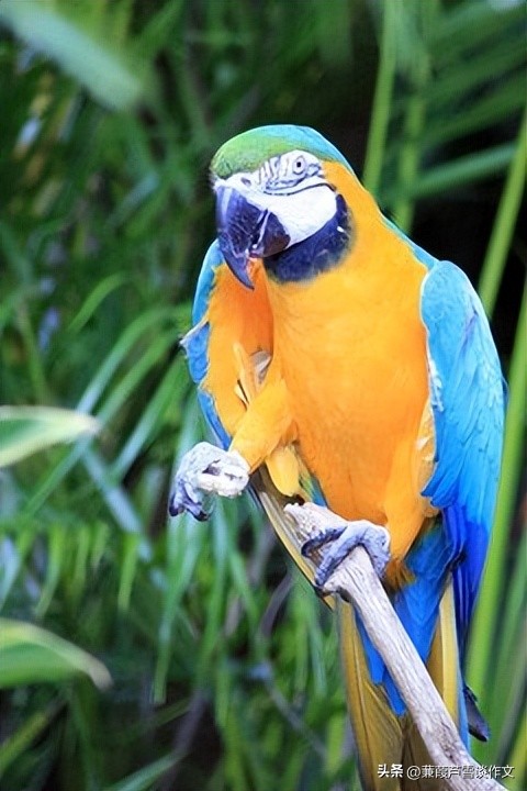 说明文，文艺范，好玩又好看——阿宝老师的“作文经”（二三八）