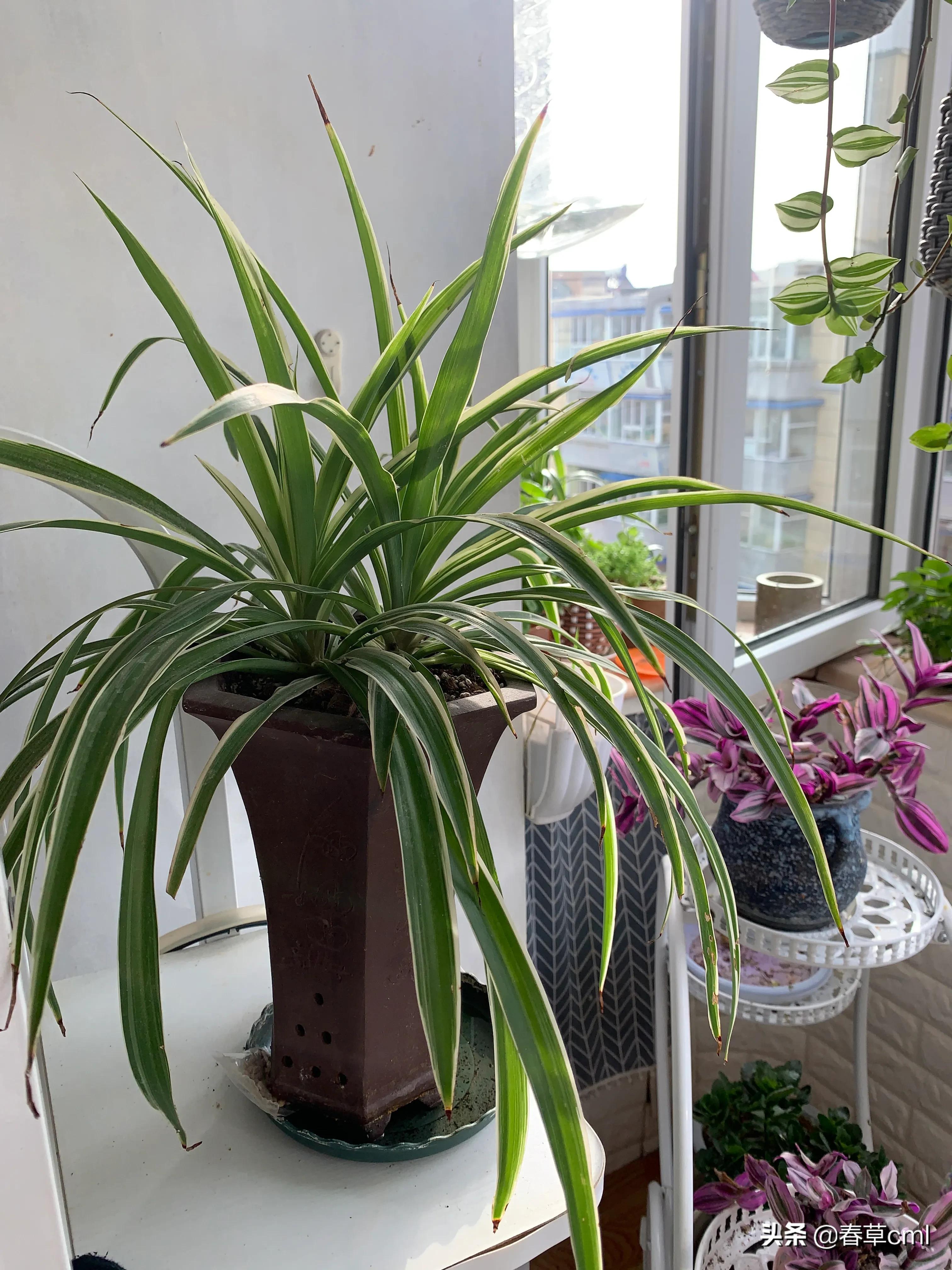 家里的花都被猫弄了怎么办,家里的花被别人摘了怎么办