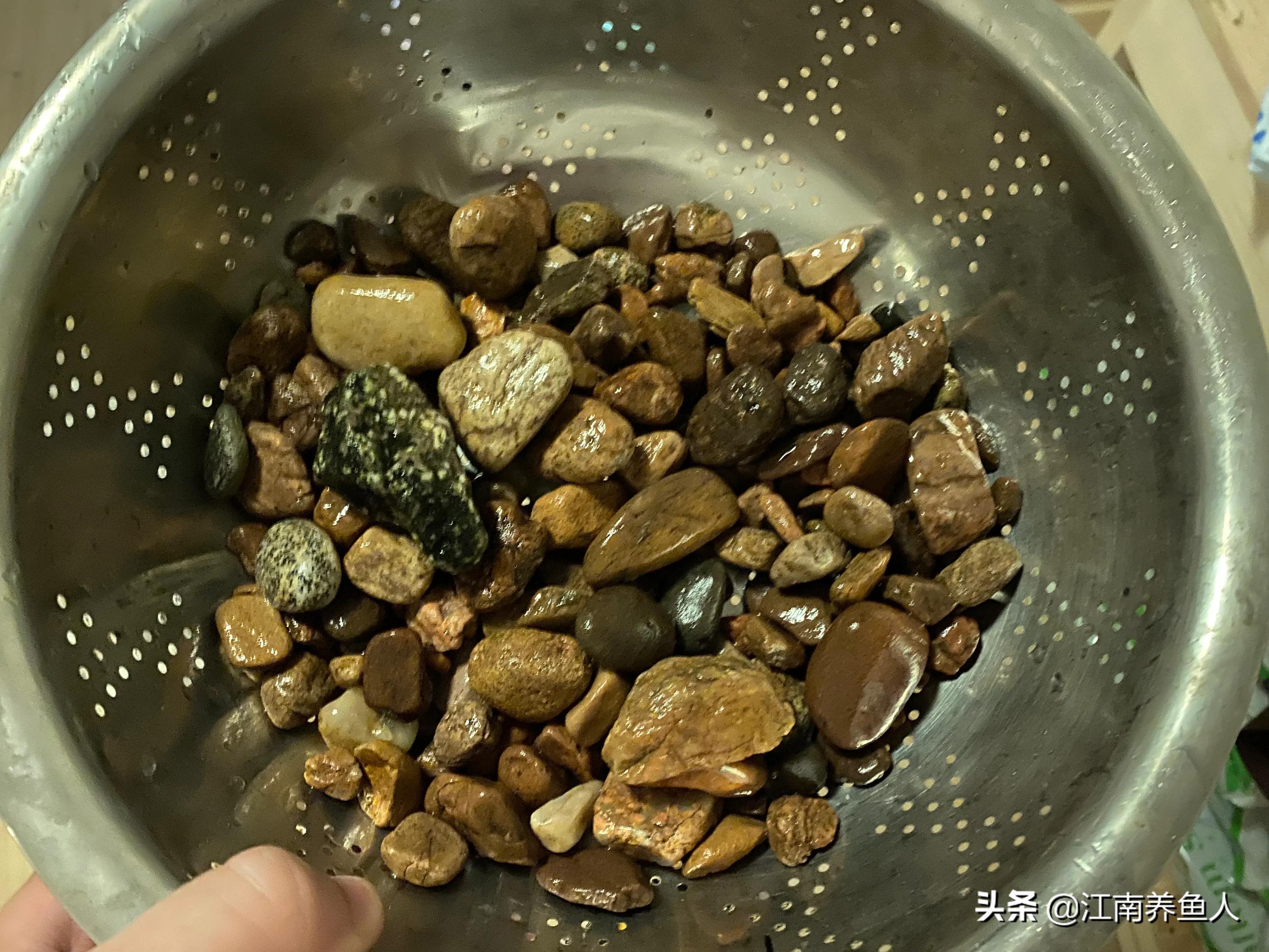 原生缸虾虎鱼怎么装过滤,原生态虾虎缸如何开缸养水