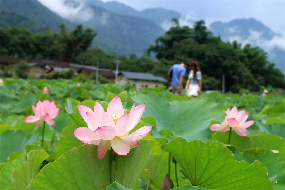 从化草埔村荷花游记,从化小杉村游玩攻略油菜花