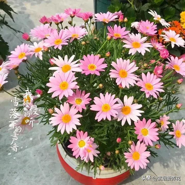 一丛黄菊花图片欣赏,五颜六色姹紫嫣红的鲜花