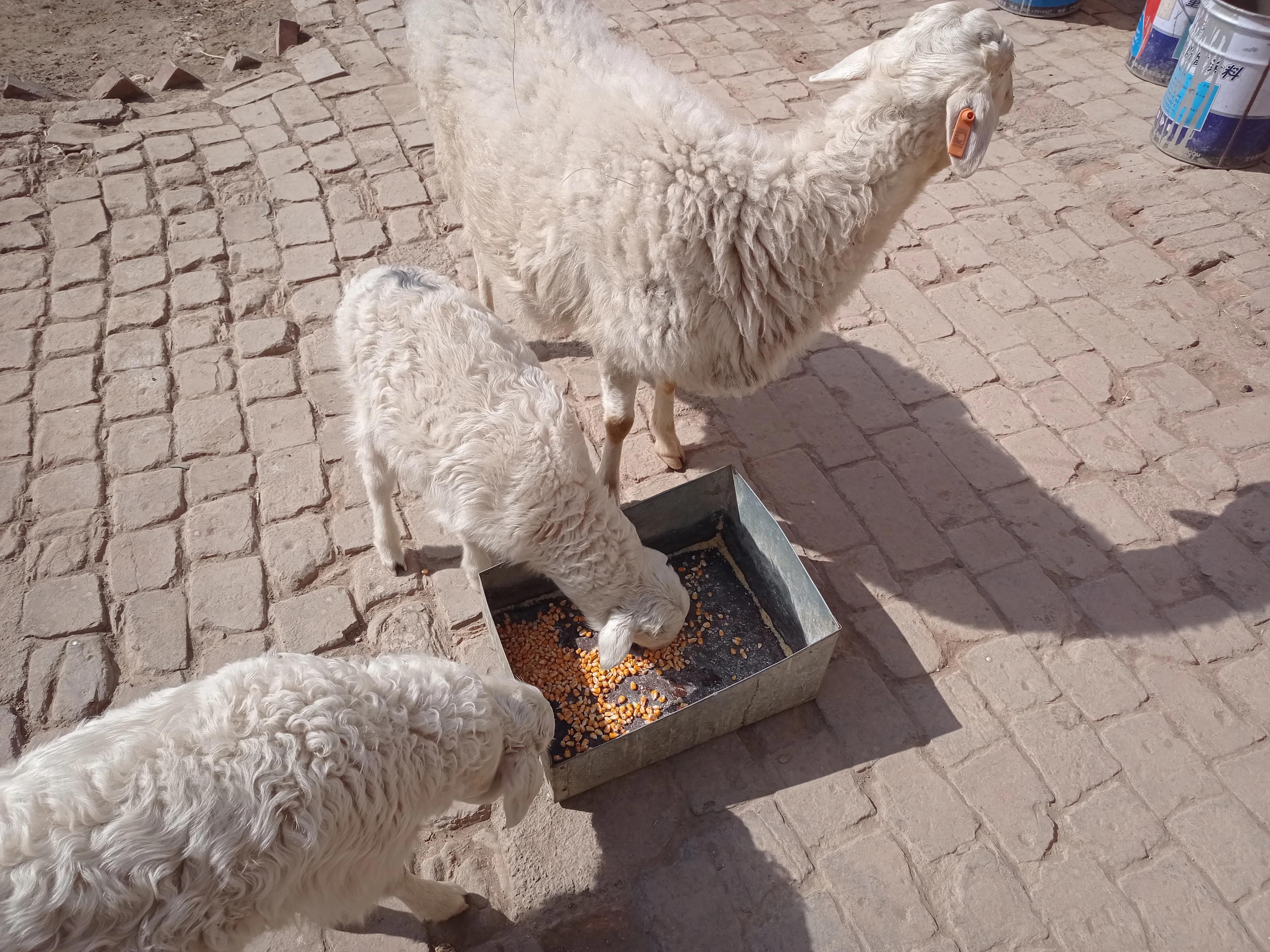 散户养殖羊注意事项,散户养羊怎么赚钱