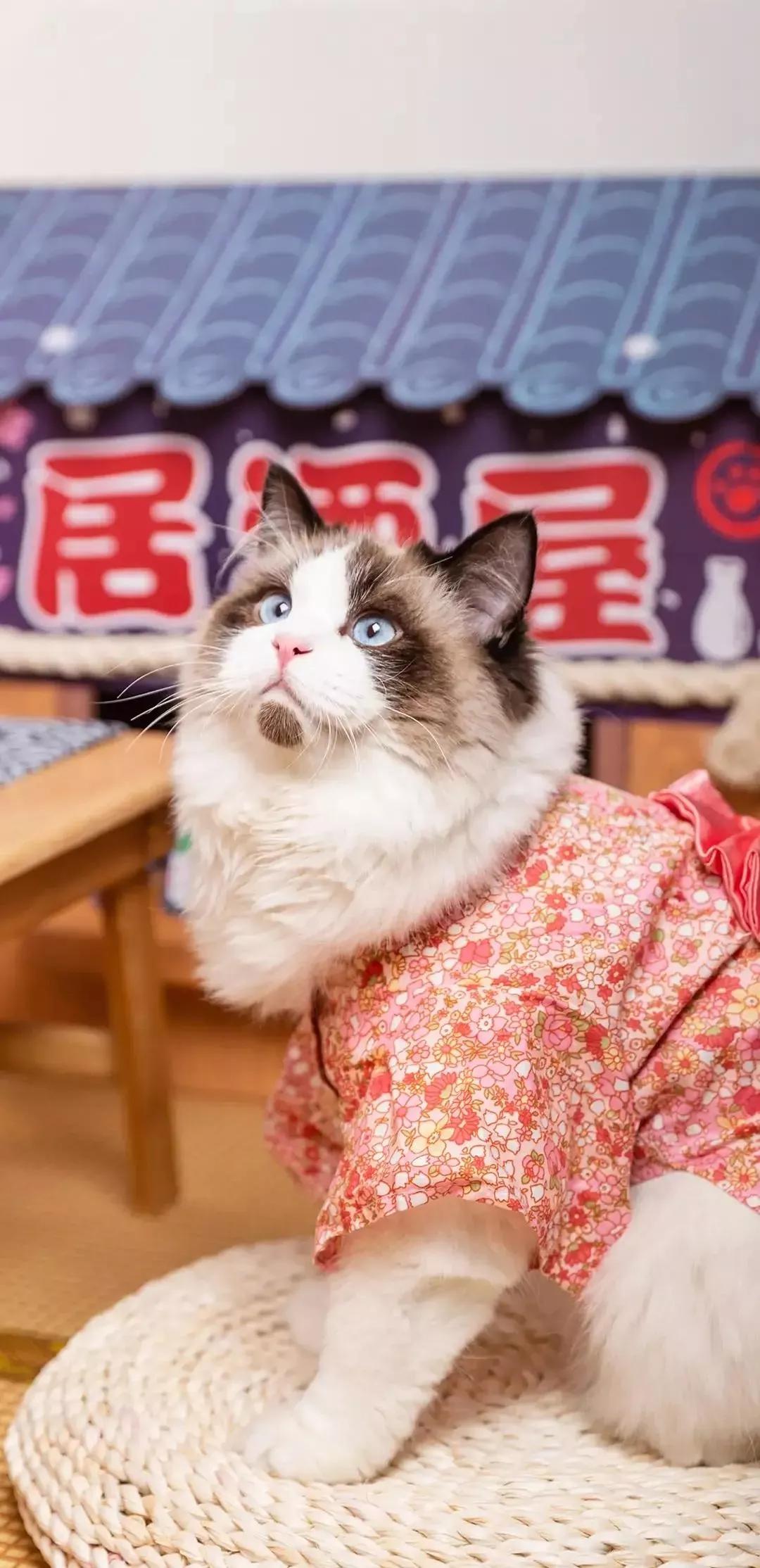 风生水起壁纸高清无水印,美女全屏无水印高清壁纸