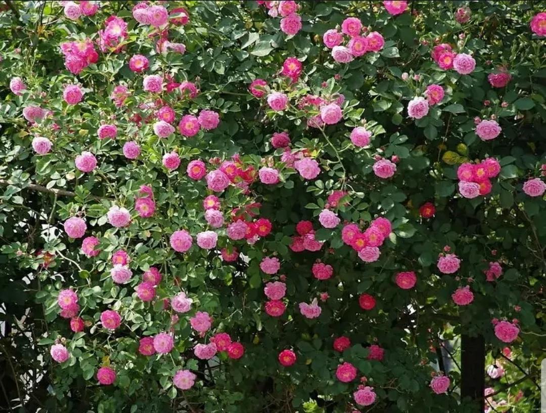 月季玫瑰蔷薇三姐妹的区别,月季蔷薇和玫瑰哪个更好看