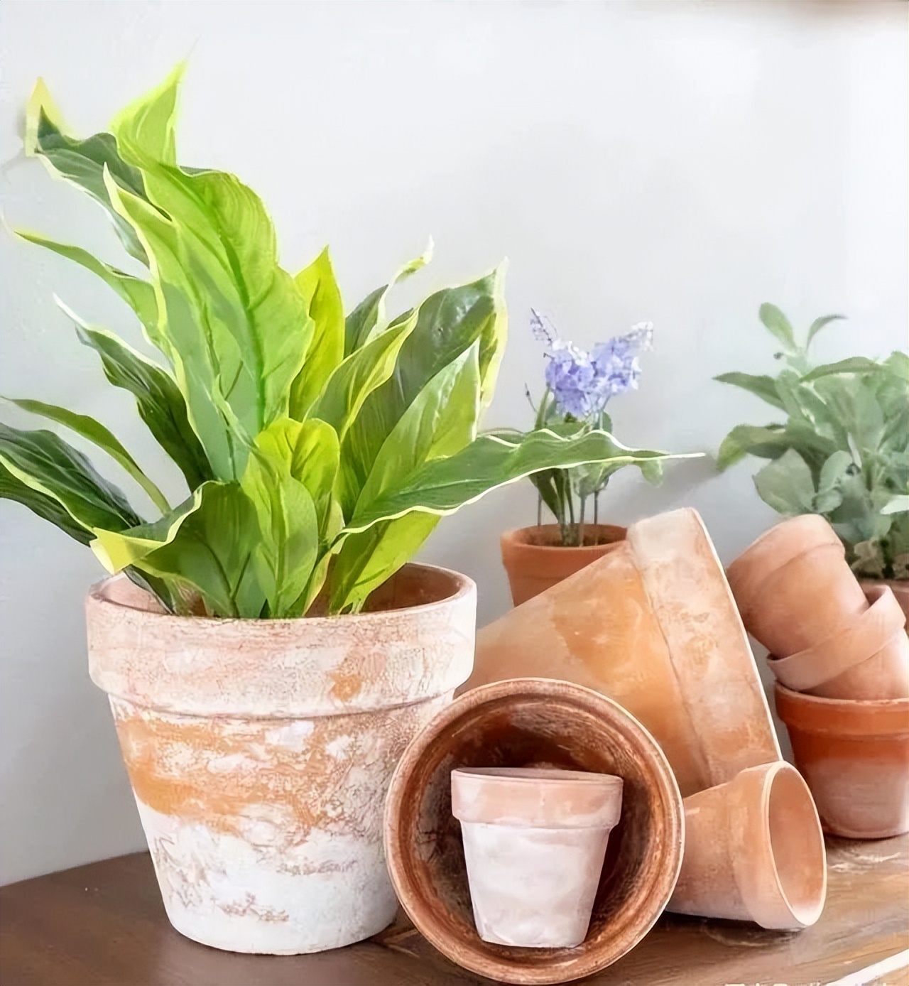 养花用陶瓷盆还是紫砂盆好,塑料盆和陶盆的优缺点