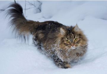 盘点猫咪世界,探索猫咪的奇妙世界