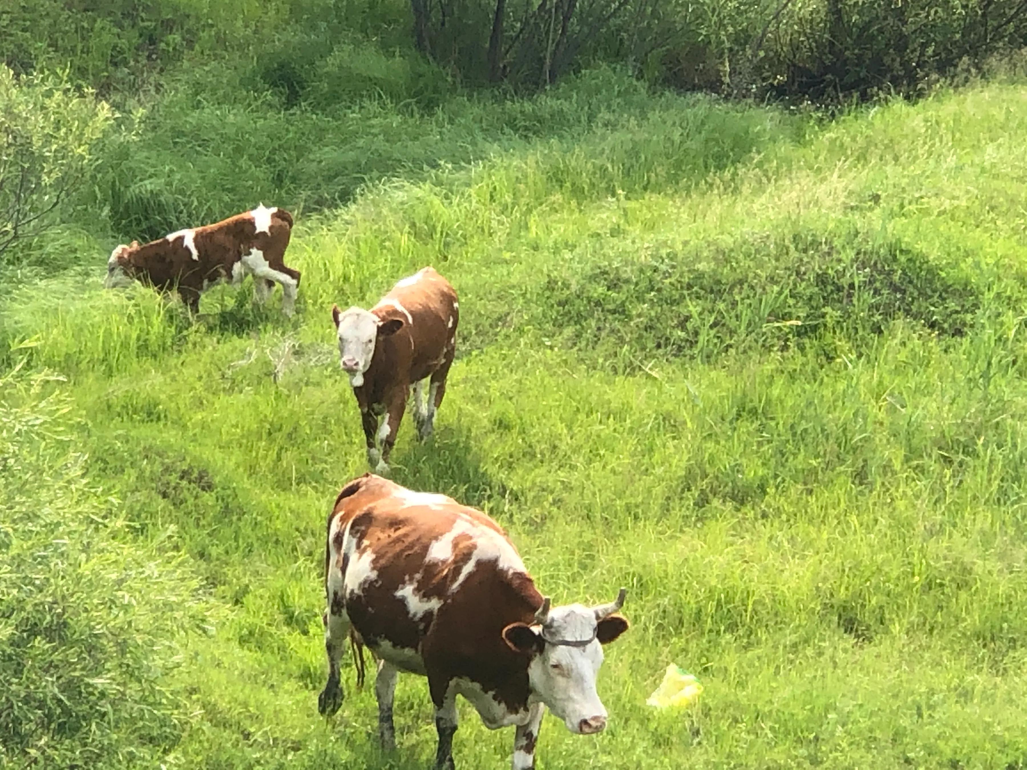 牛之道馅饼,牛之道特色