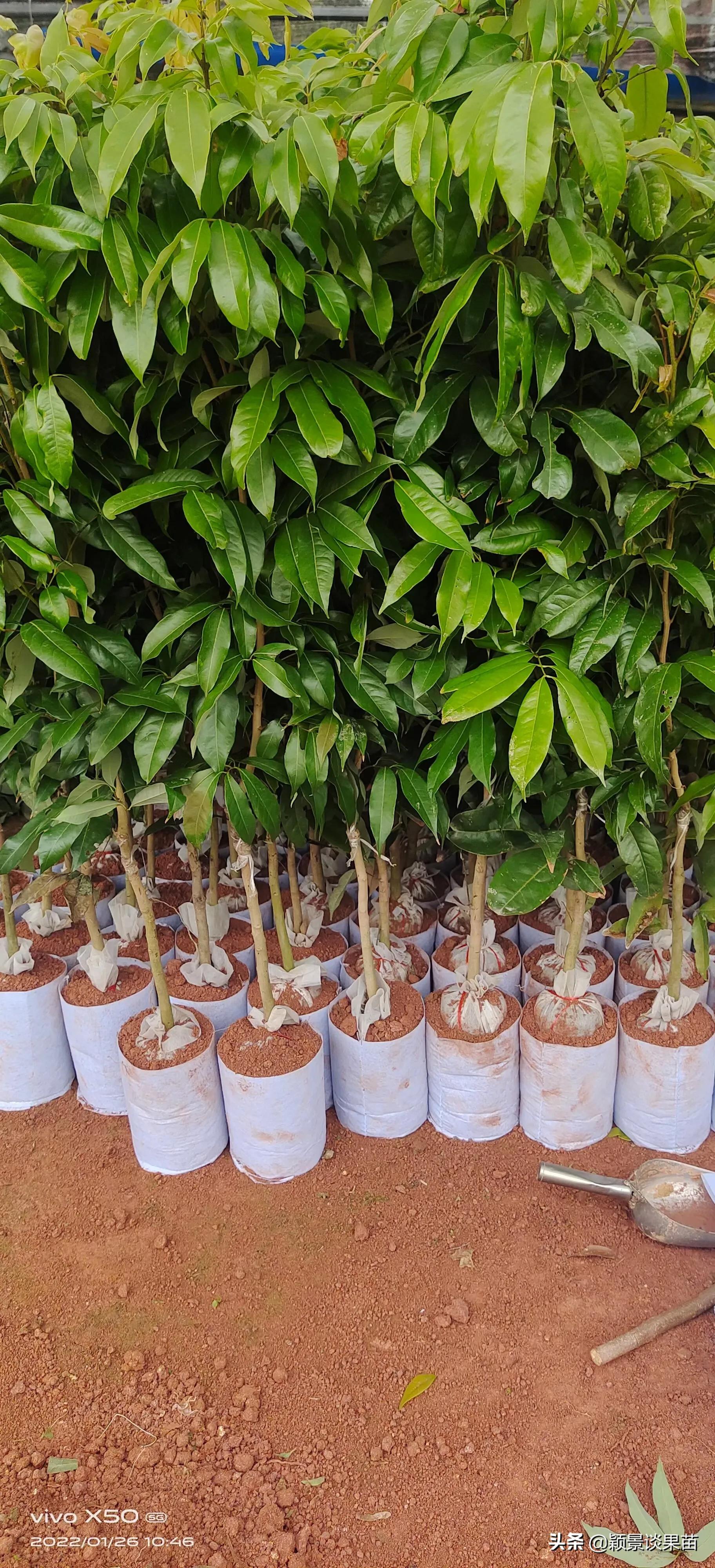 适合南宁种的水果树苗,适合广西种的阳台水果苗