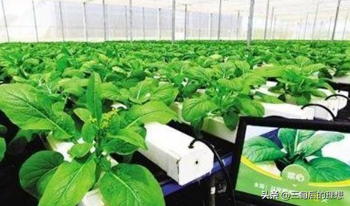 有机农业定义及现状,国内有机农业如何发展