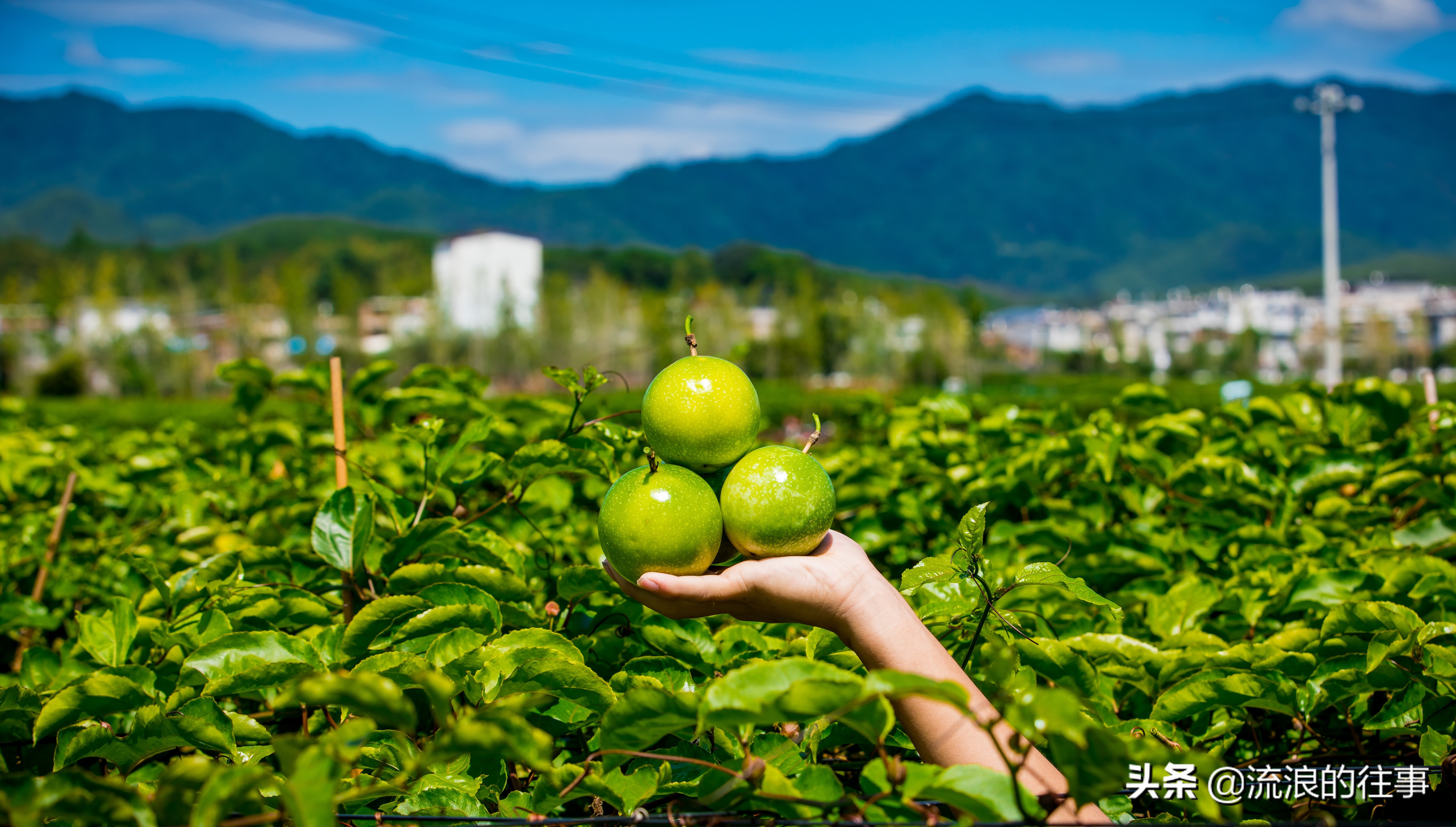 如何区分各品种的黄金百香果,黄金百香果与紫皮百香果功效